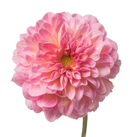 Dahlia pink runner