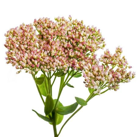 Sedum herbstfreude
