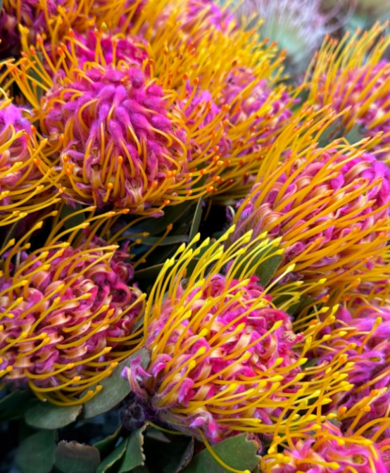 Leucospermum marlom pink