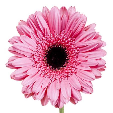 Gerbera pre-intenzz