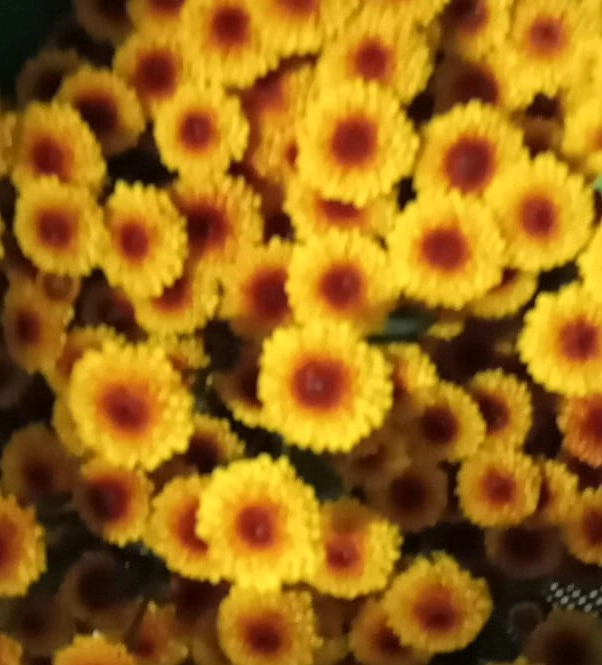 Chrysanthemum spray calmero shinny