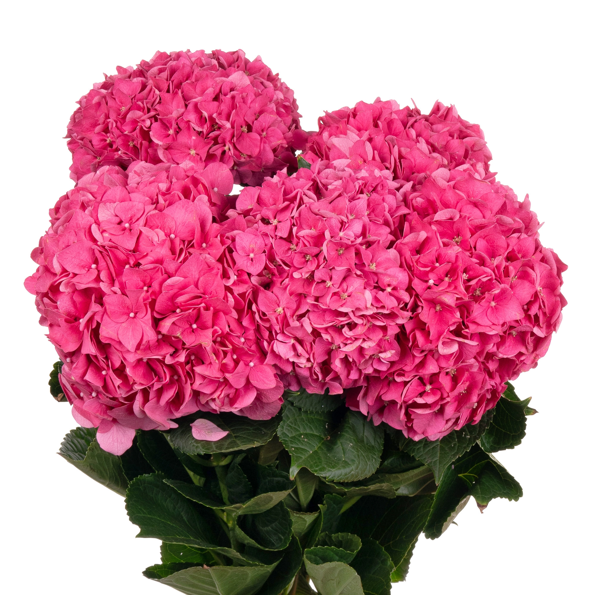 Hydrangea rodeo red