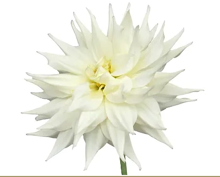 Dahlia hybrid white quartz