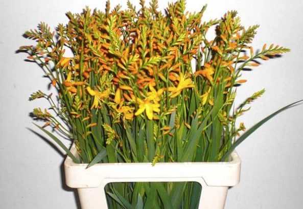 Crocosmia | Wholesale flowers, plants and supplies Crocosmia