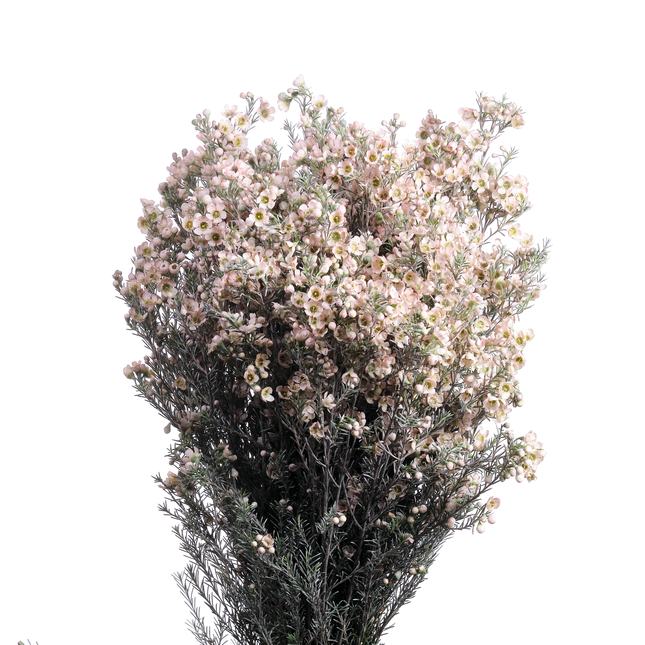 Chamelaucium tinted light pink