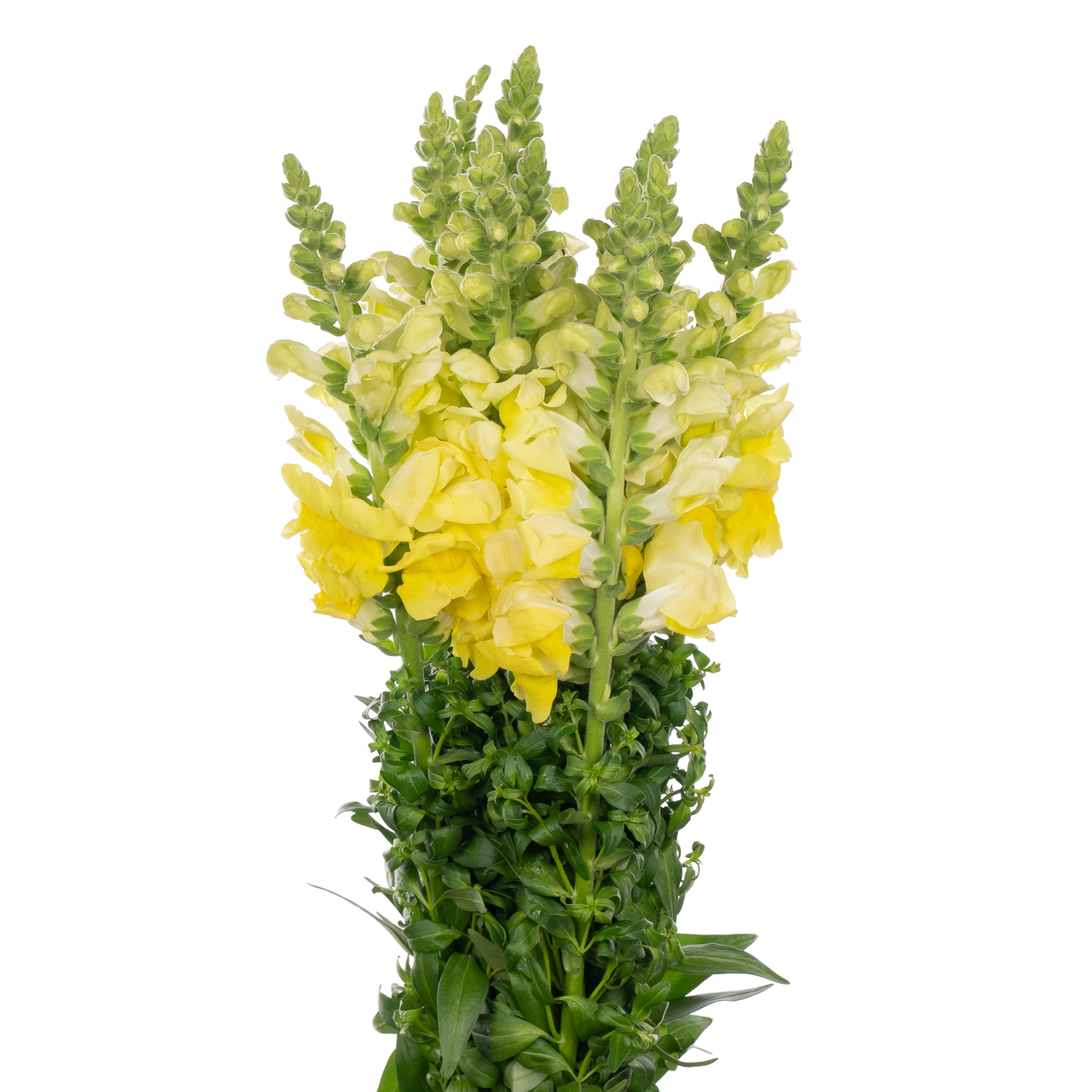 Antirrhinum yellow
