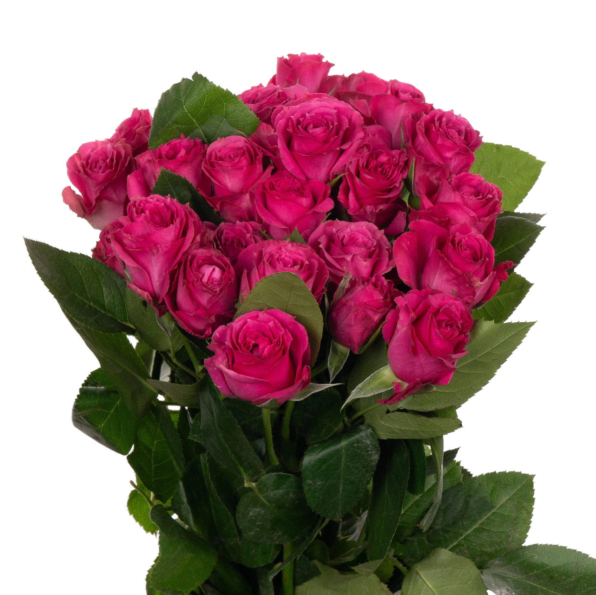 Rose spray purple irischka