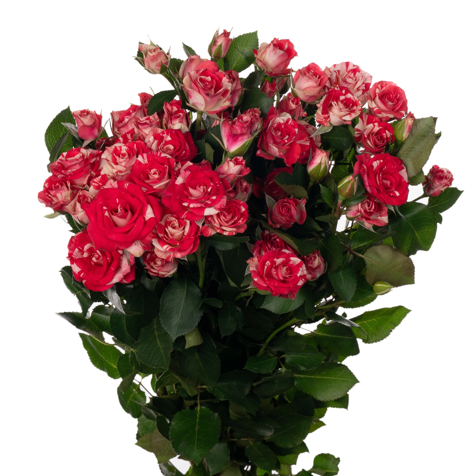 Rose spray fireworks