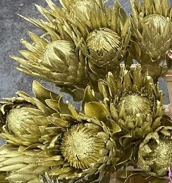 Protea gold | Wholesale flowers, plants and supplies Protea gold