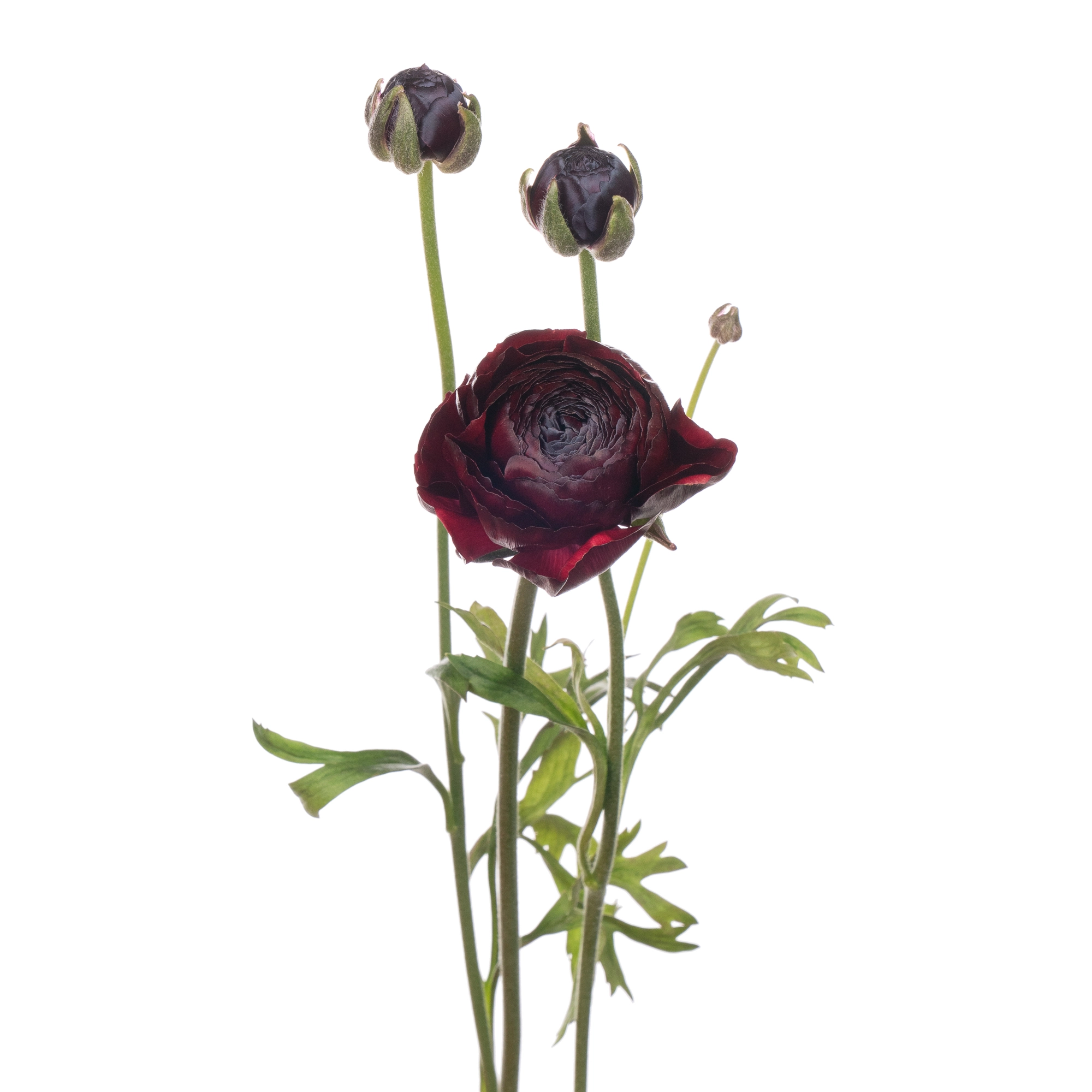 Ranunculus romance perigord