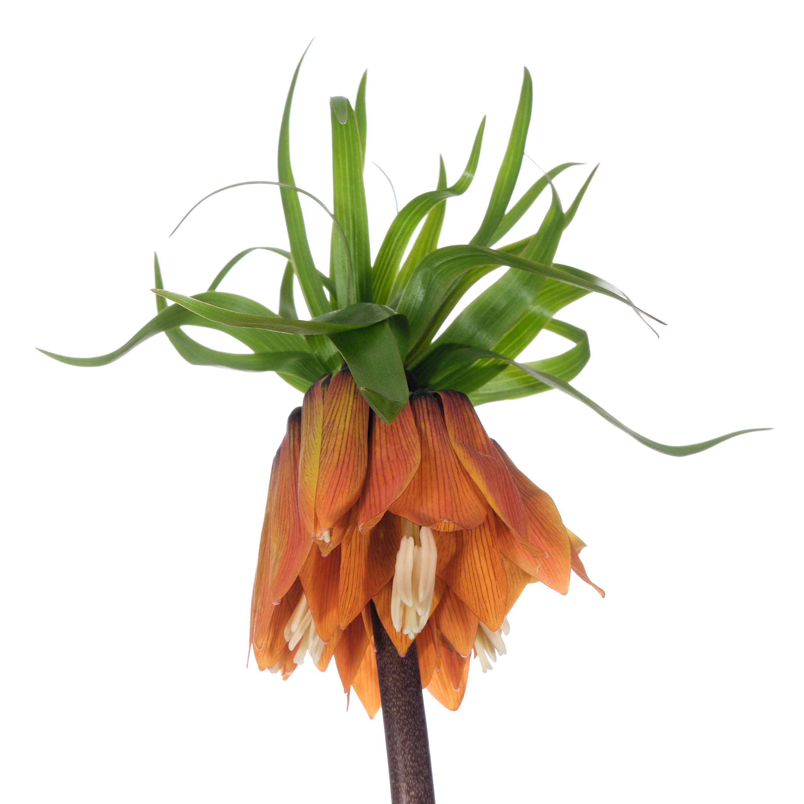 Fritillaria orange beauty