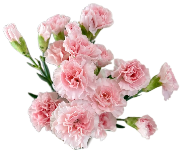 Carnation sprаy dubardou premium | Wholesale flowers, plants and supplies Carnation sprаy dubardou premium