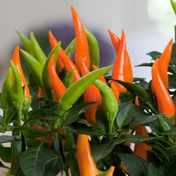 Capsicum orange