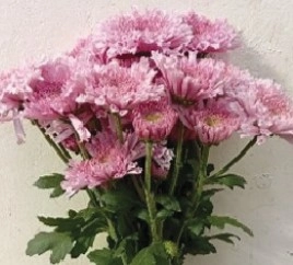 Chrysanthemum spray fericca
