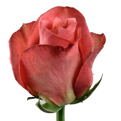 Rose jaipur