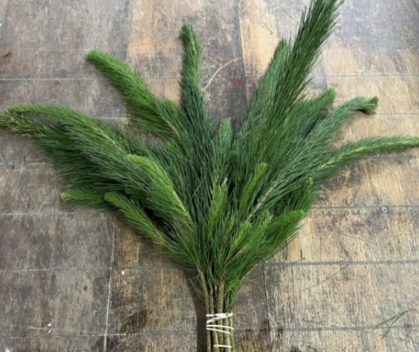 Blad Pinus green