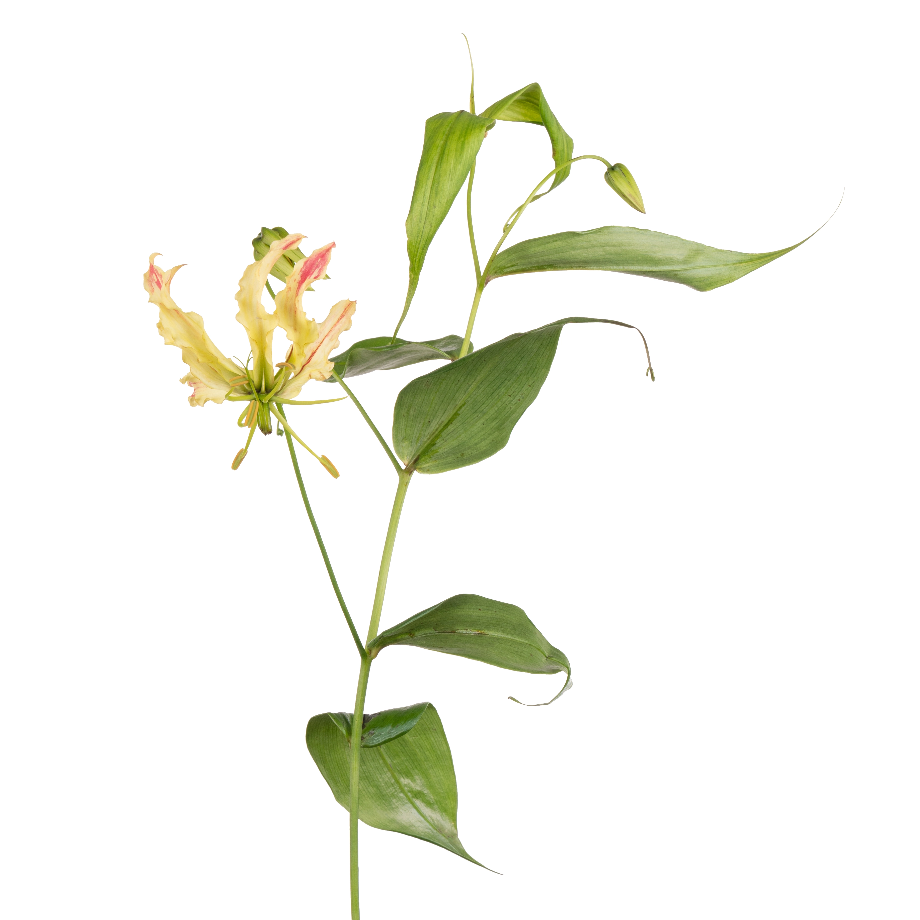 Gloriosa sparkling stripe