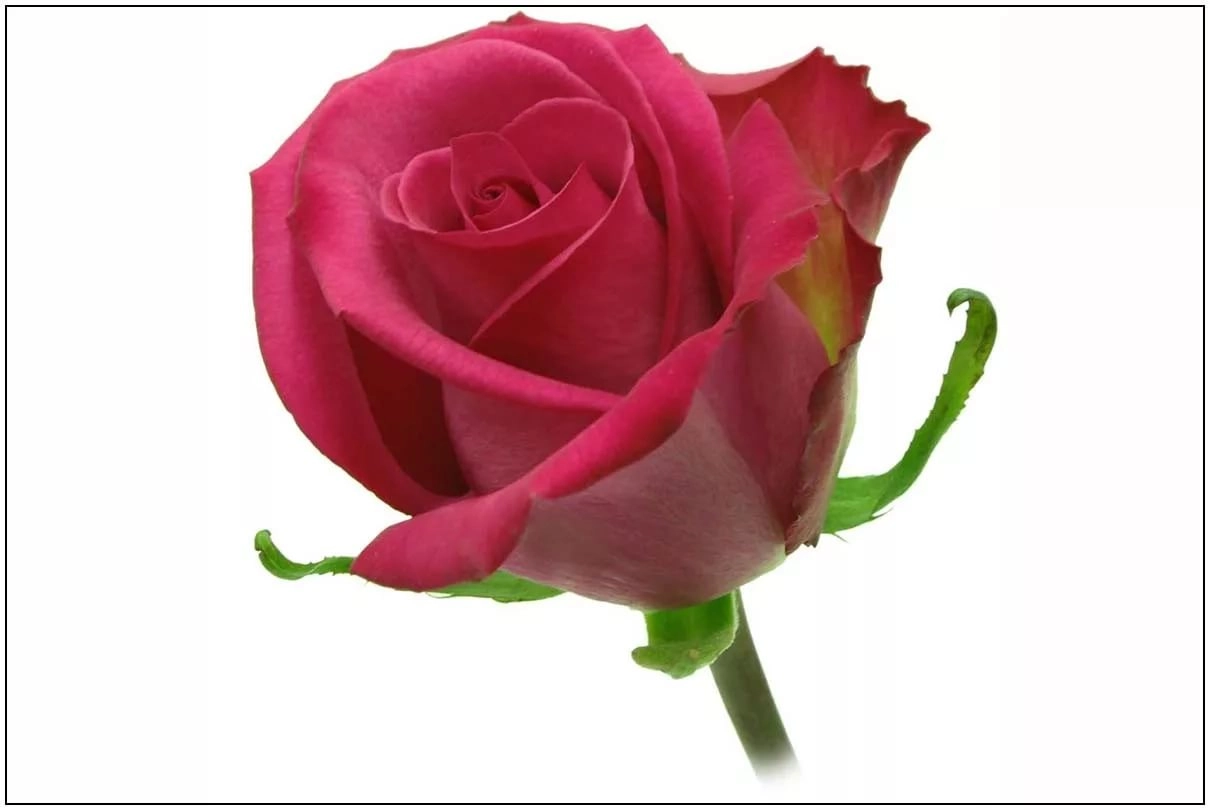 Rose purple cezanne
