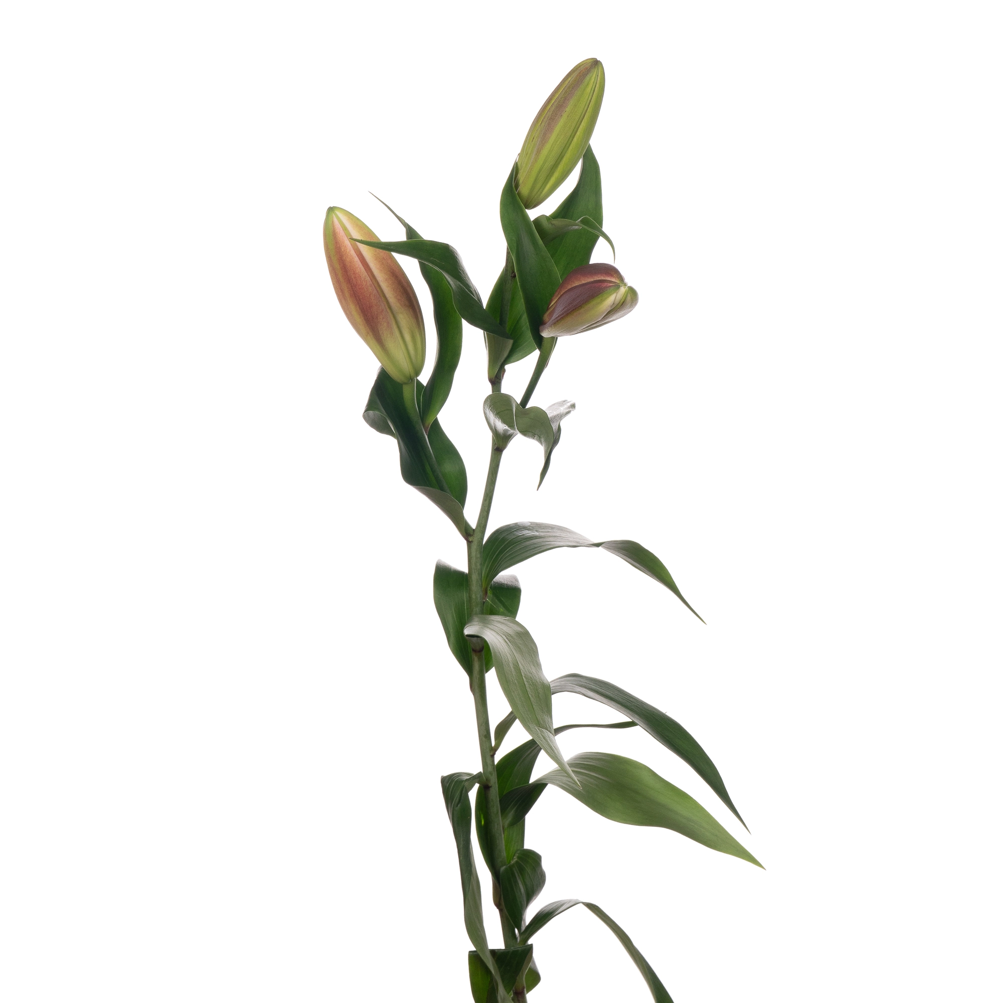 Lilium ot hybrid carbonero