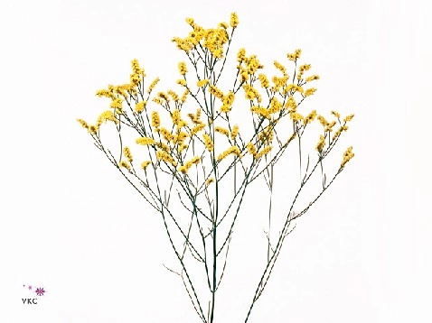 Limonium diamond lemon