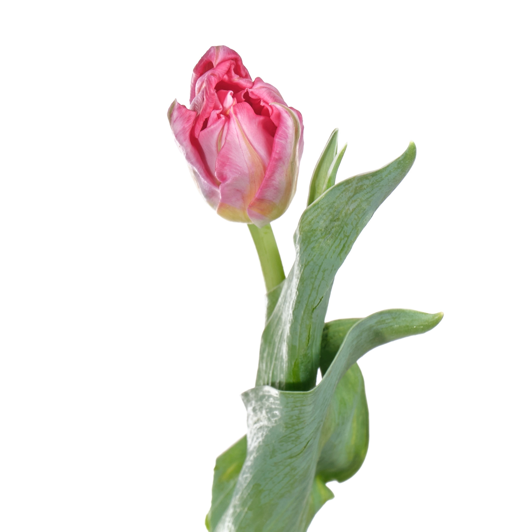 Tulip double flash point | Wholesale flowers, plants and supplies Tulip double flash point