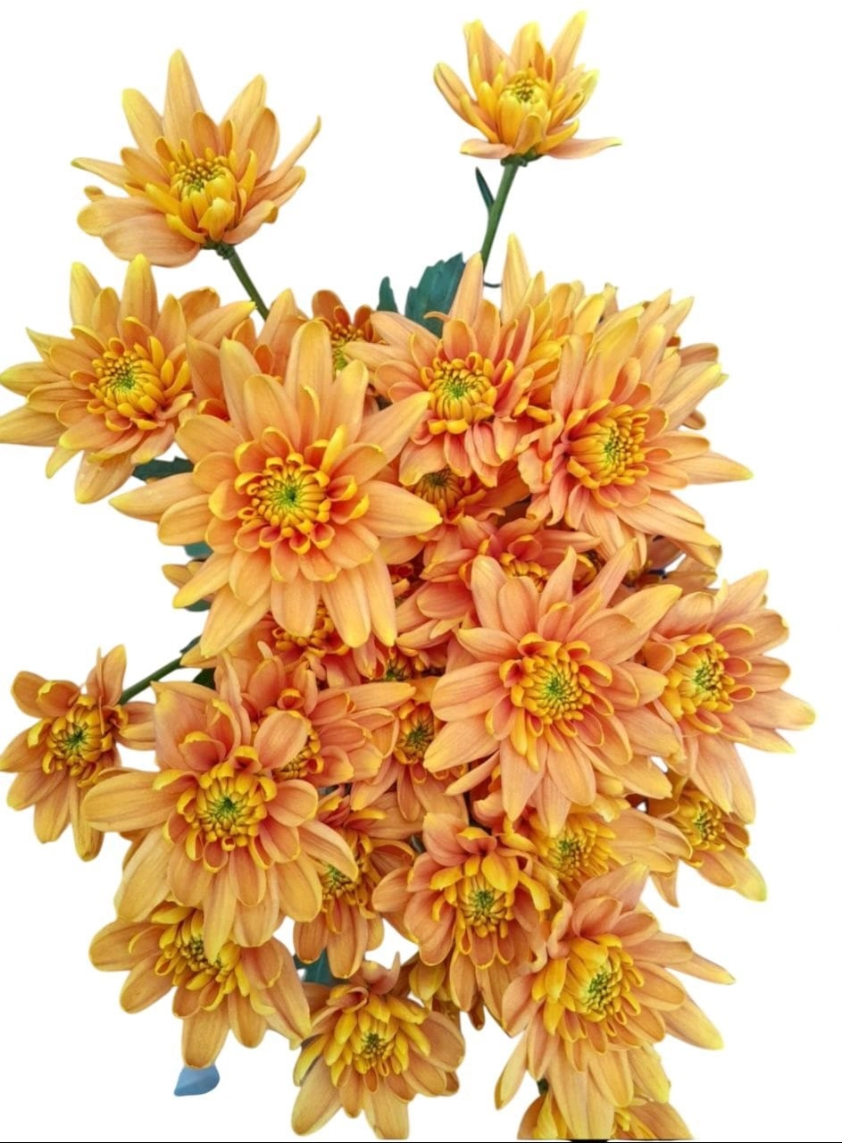 Chrysanthemum bonita orange