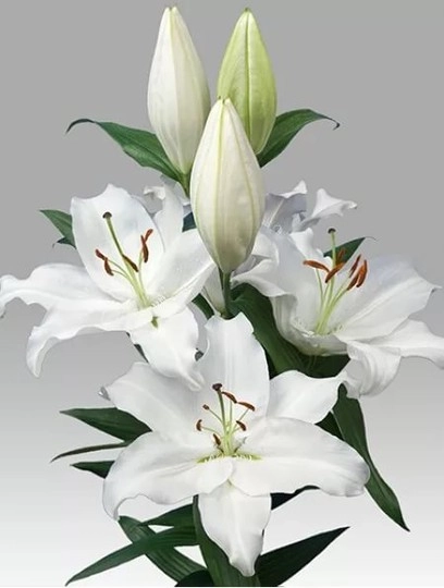 Lilium oriental severn