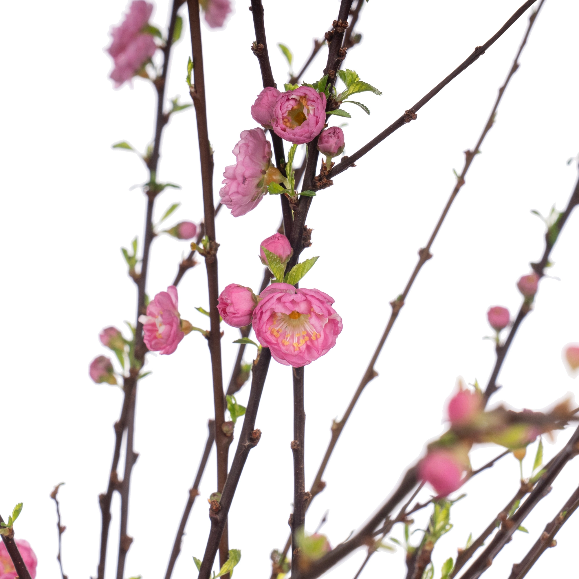 Branch Prunus Triloba flowering pink