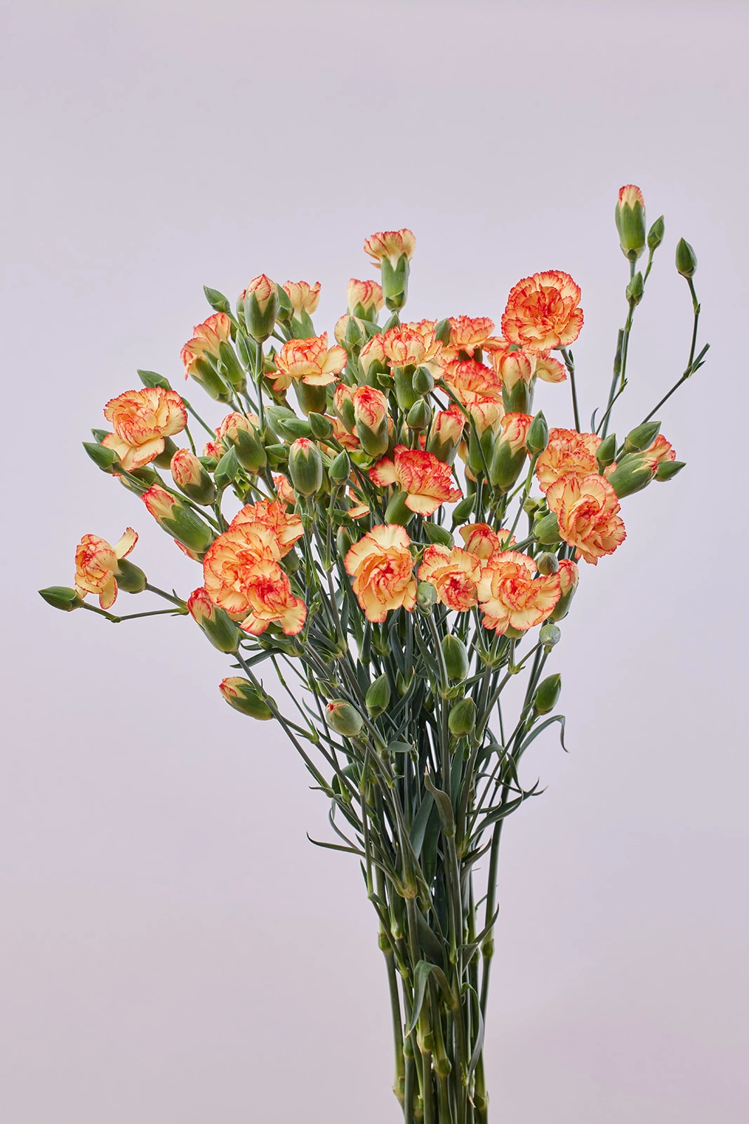 Carnation spray ivana orange