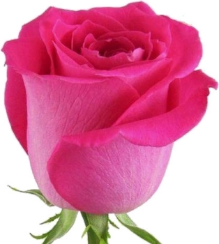 Rose topaz