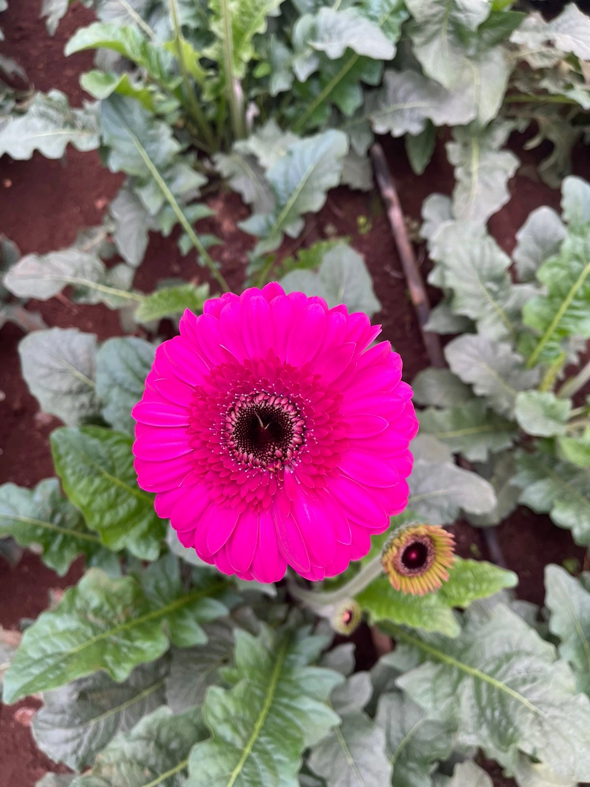 Gerbera purple