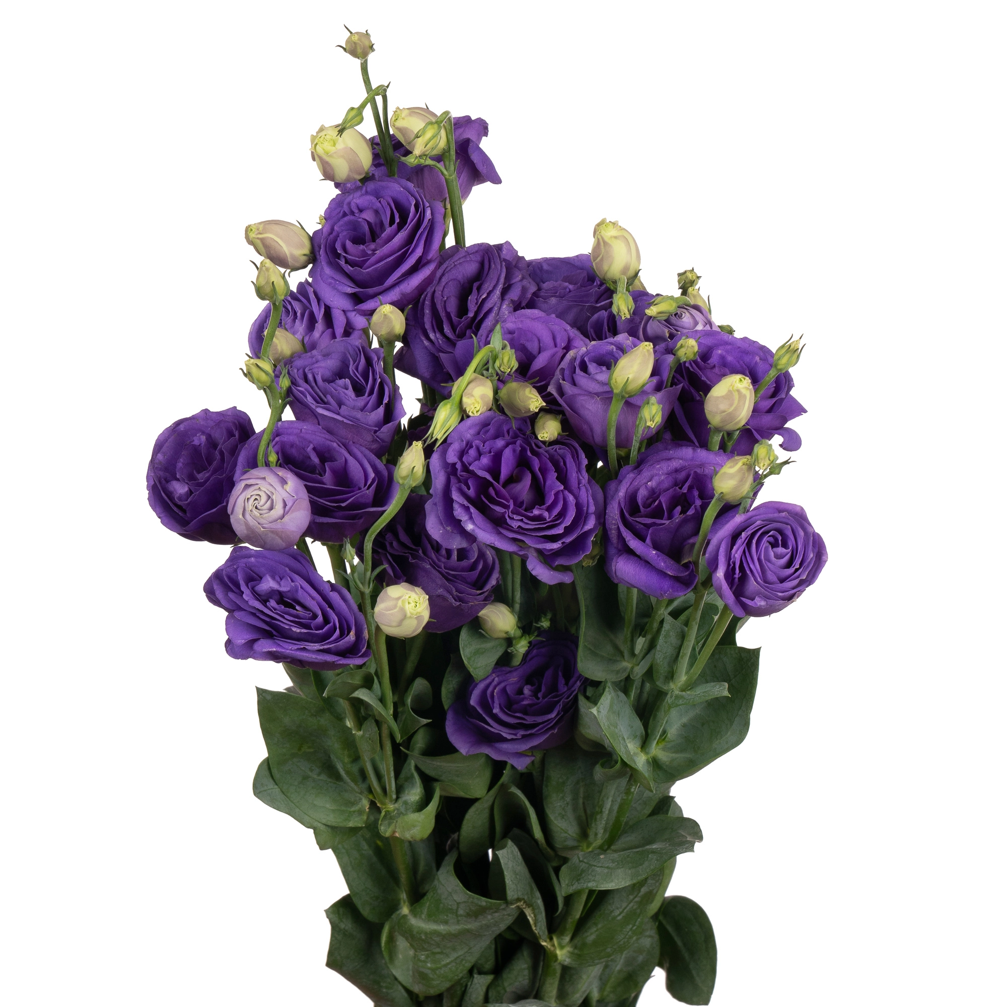 Eustoma double rosita purple | Wholesale flowers, plants and supplies Eustoma double rosita purple