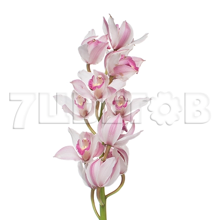 Cymbidium elisabeth wendy brown
