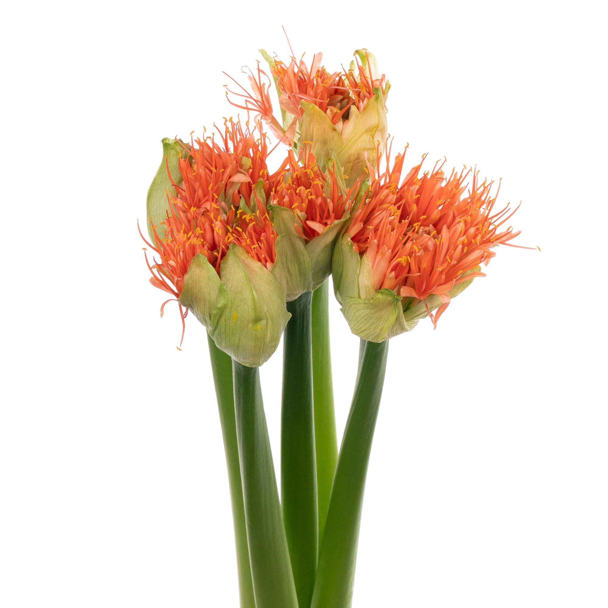 Scadoxus orange wonder