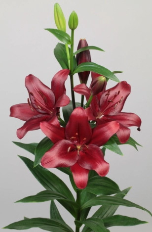 Lilium longiflorum asiatic malbec