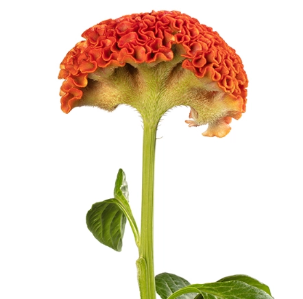 Celosia reprise orange | Wholesale flowers, plants and supplies Celosia reprise orange