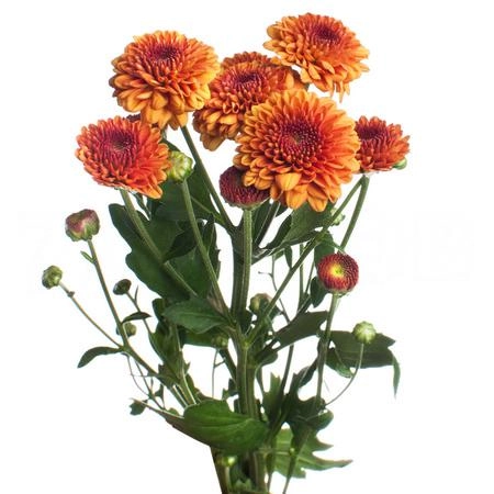 Chrysanthemum santini edvaldo