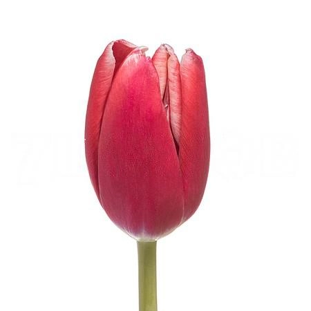 Tulip enkel kung-fu