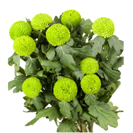 Chrysanthemum single ping pong green | Wholesale flowers, plants and supplies Chrysanthemum single ping pong green