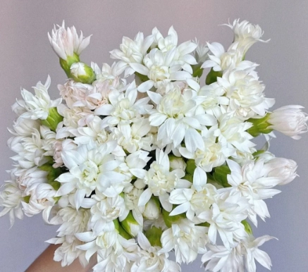 Carnation Spray white star prince