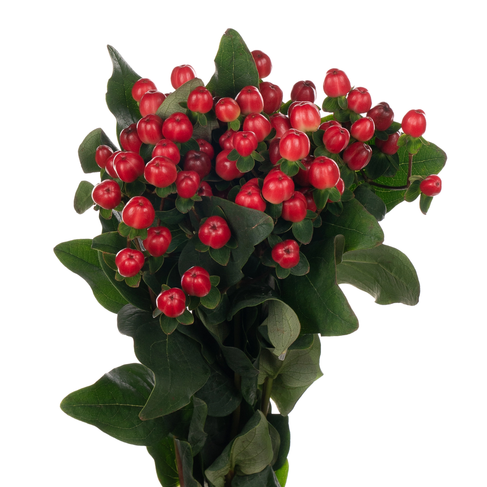 Hypericum coco tango