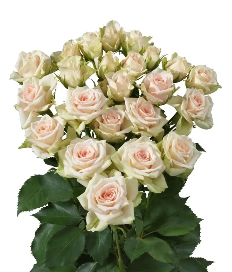 Rose spray nikita | Wholesale flowers, plants and supplies Rose spray nikita