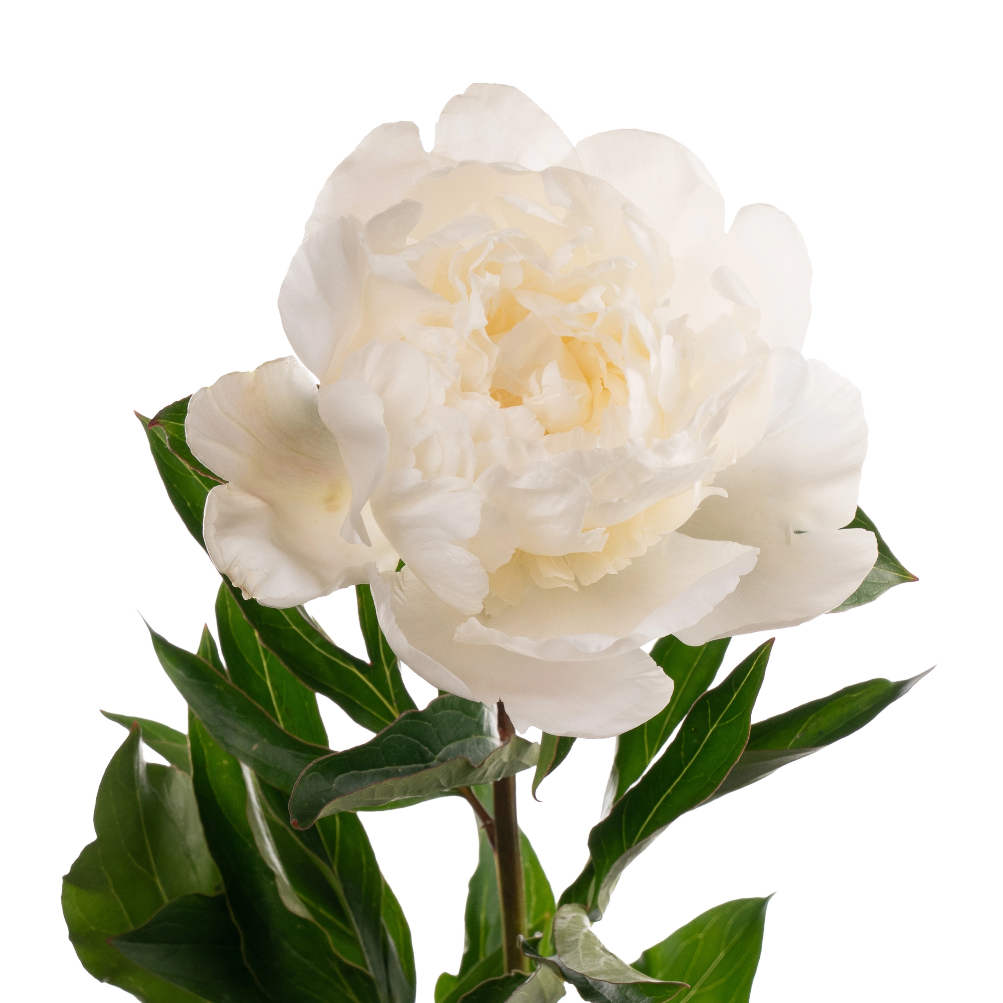 Paeonia chiffon parfait