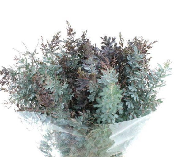 Mimosa baileyana purple