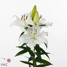 Lilium oriental pacific ocean