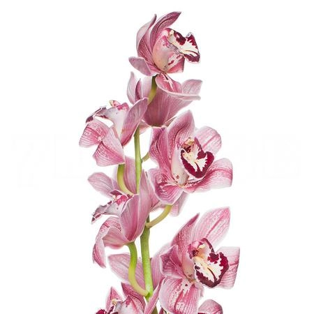 Cymbidium royal power purple
