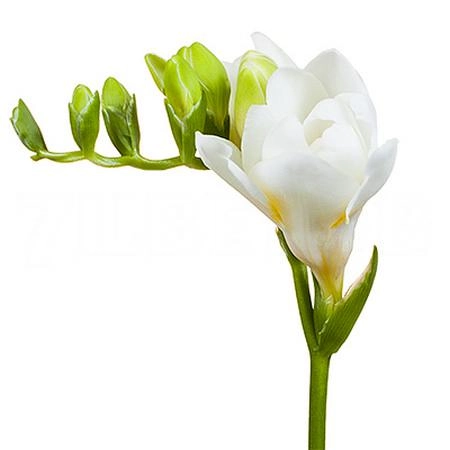 Freesia double volante