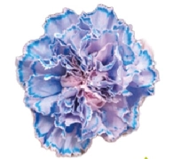 Carnation tinted crazy breeze | Wholesale flowers, plants and supplies Carnation tinted crazy breeze
