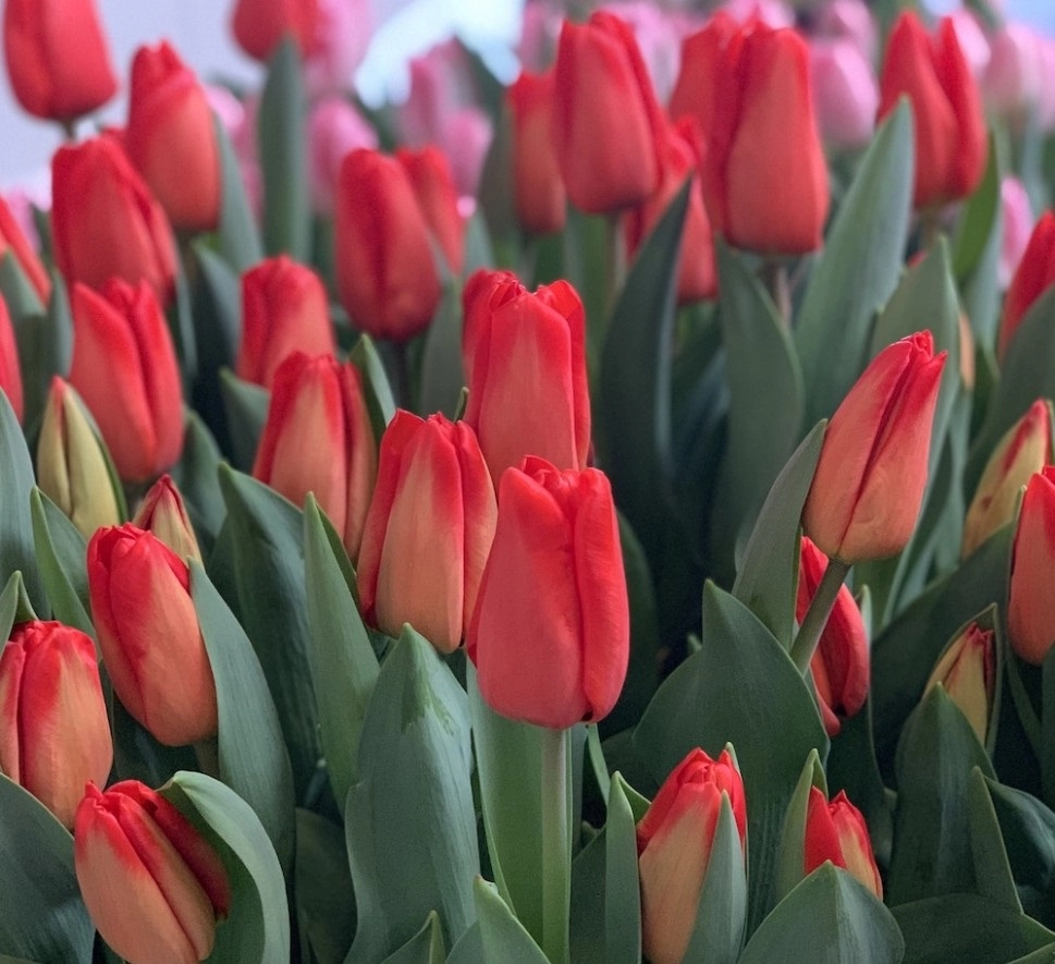 Tulip enkel lalibela | Wholesale flowers, plants and supplies Tulip enkel lalibela