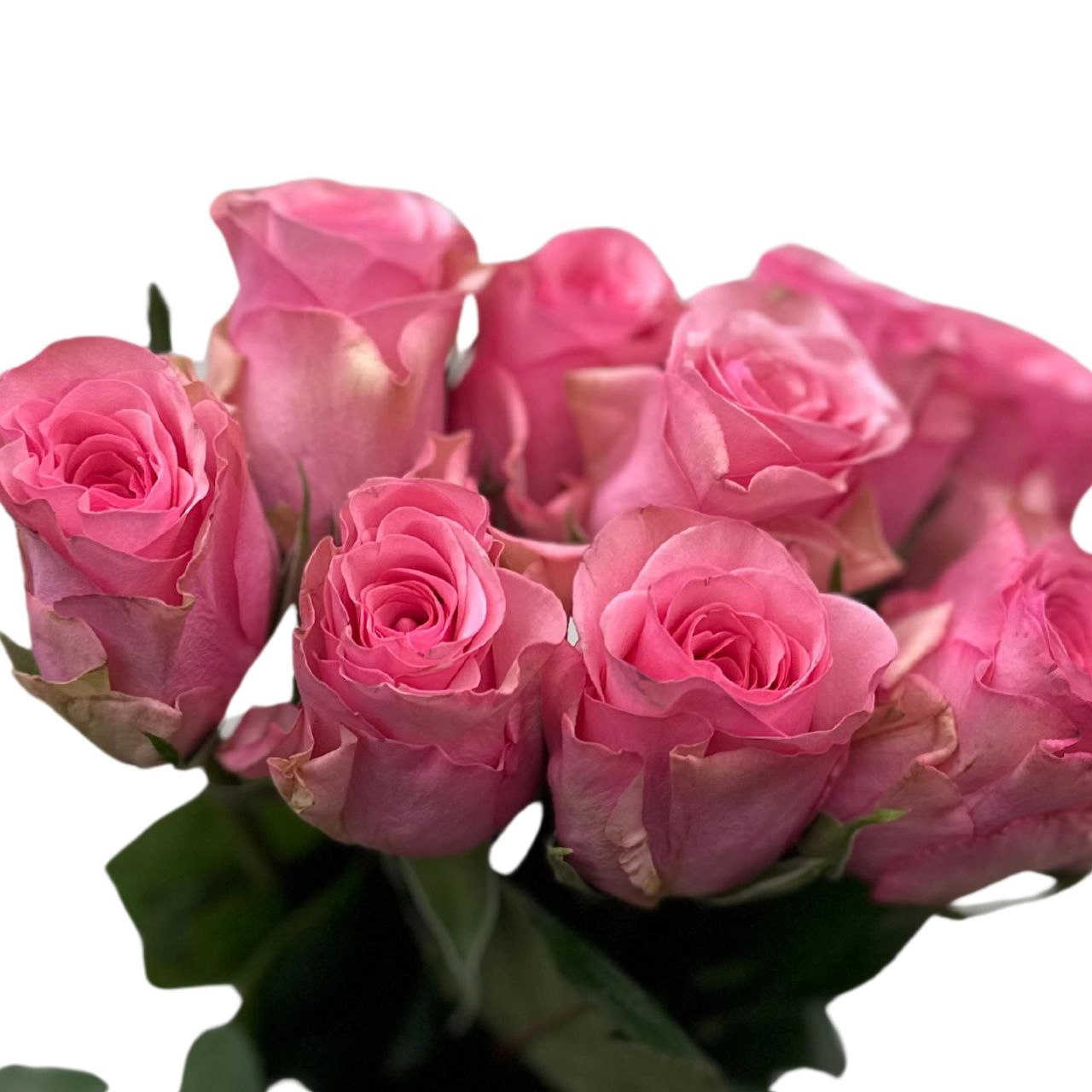 Rose euphoria | Wholesale flowers, plants and supplies Rose euphoria